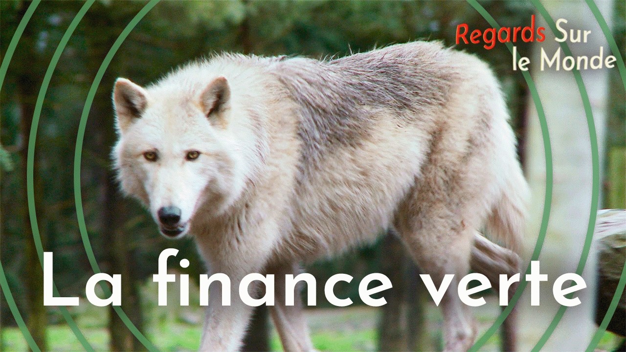 Finance verte : la protection de notre environnement par l&rsquo;argent ? | Documentaire HD