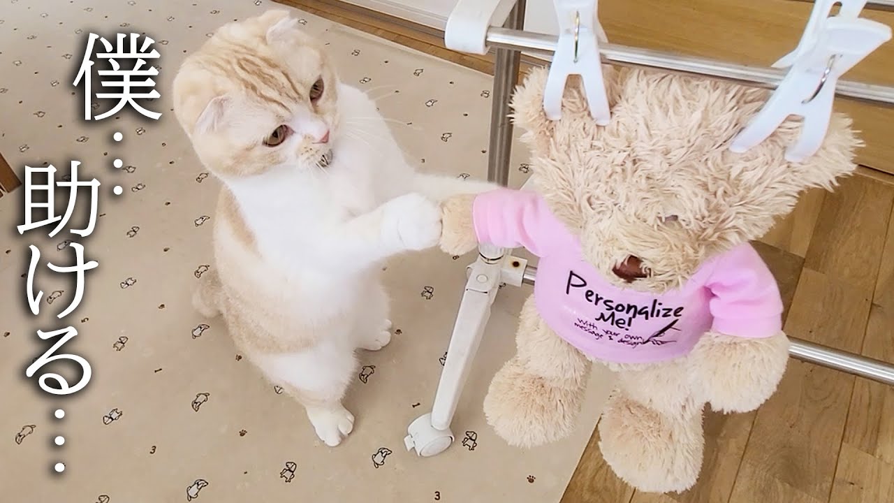 大好きなぬいぐるみを洗濯して干したら子猫と犬の行動に驚きました...