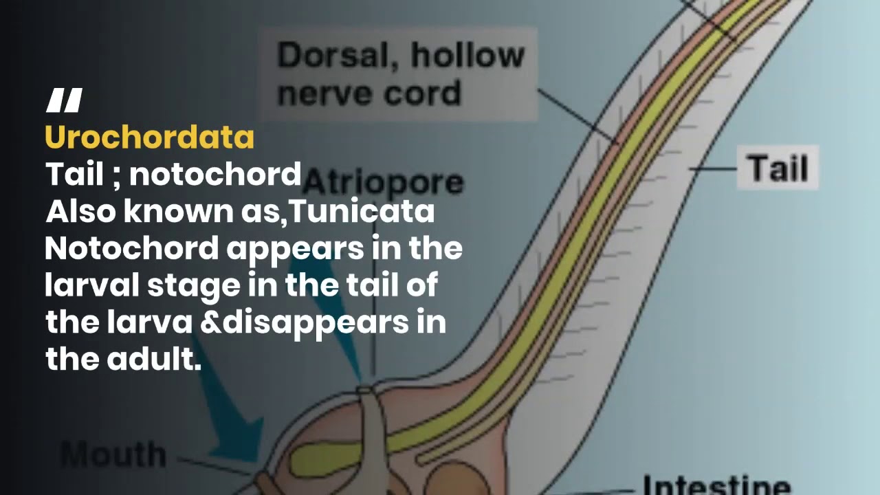 Urochordata & their examples