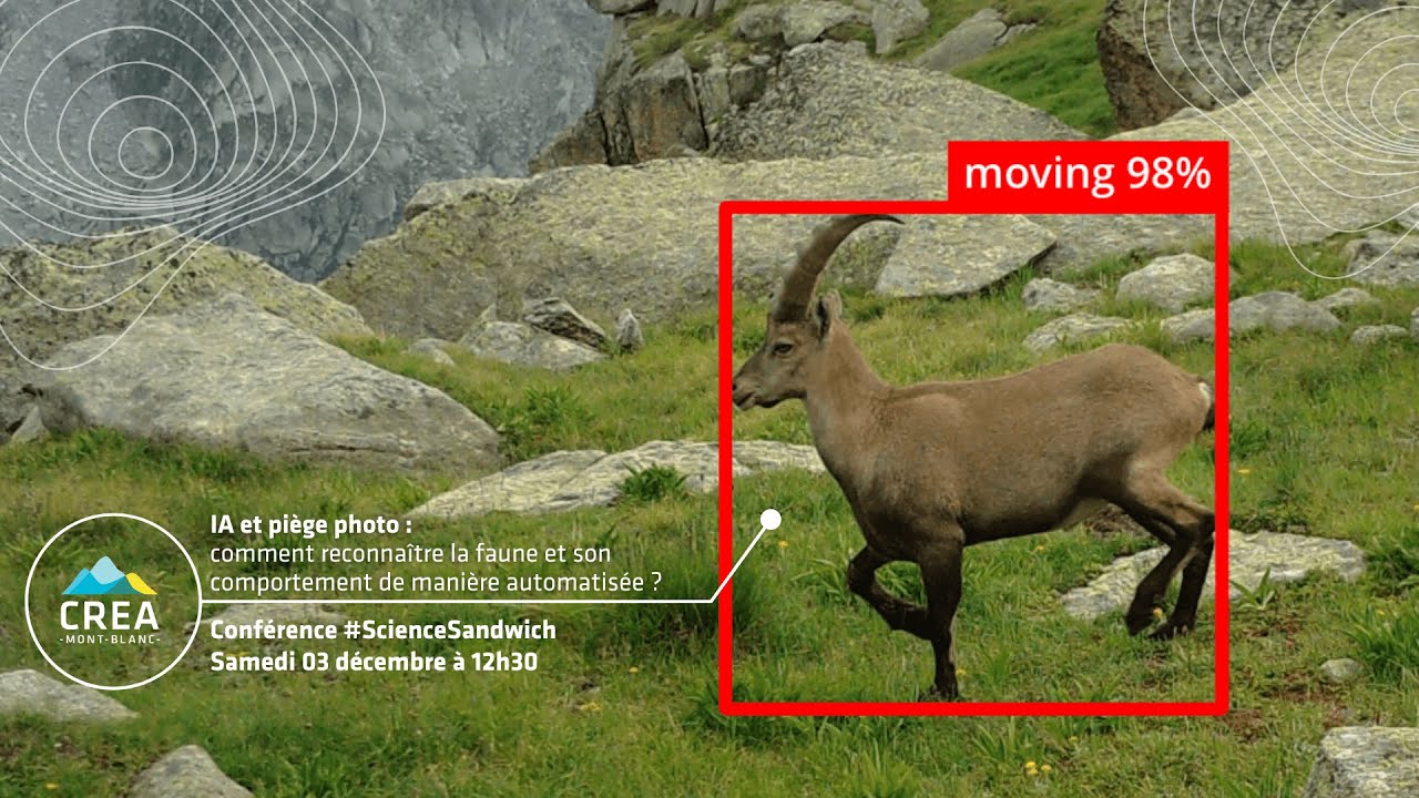 #ScienceSandwich IA et piège photo : comment reconnaître la faune et son comportement ?