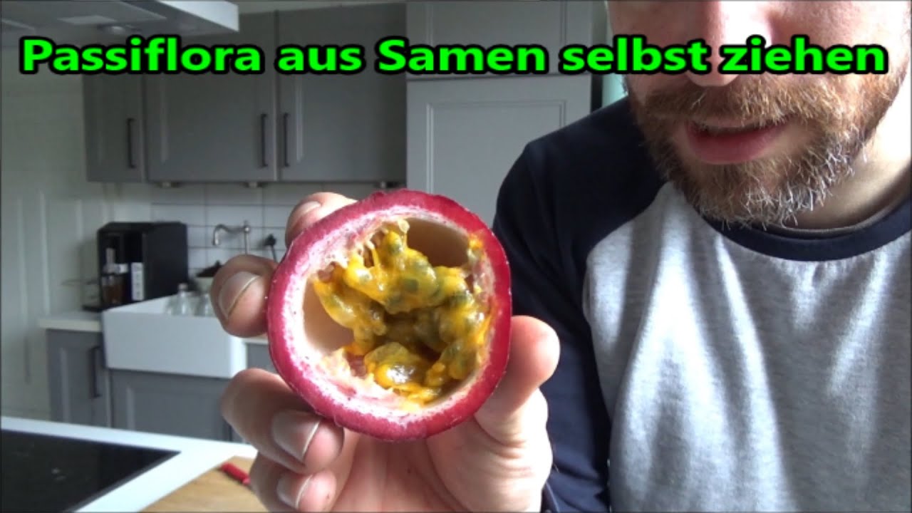Passionsfrucht selber ziehen - Passionsblume aus Samen selber ziehen z&uuml;chten
