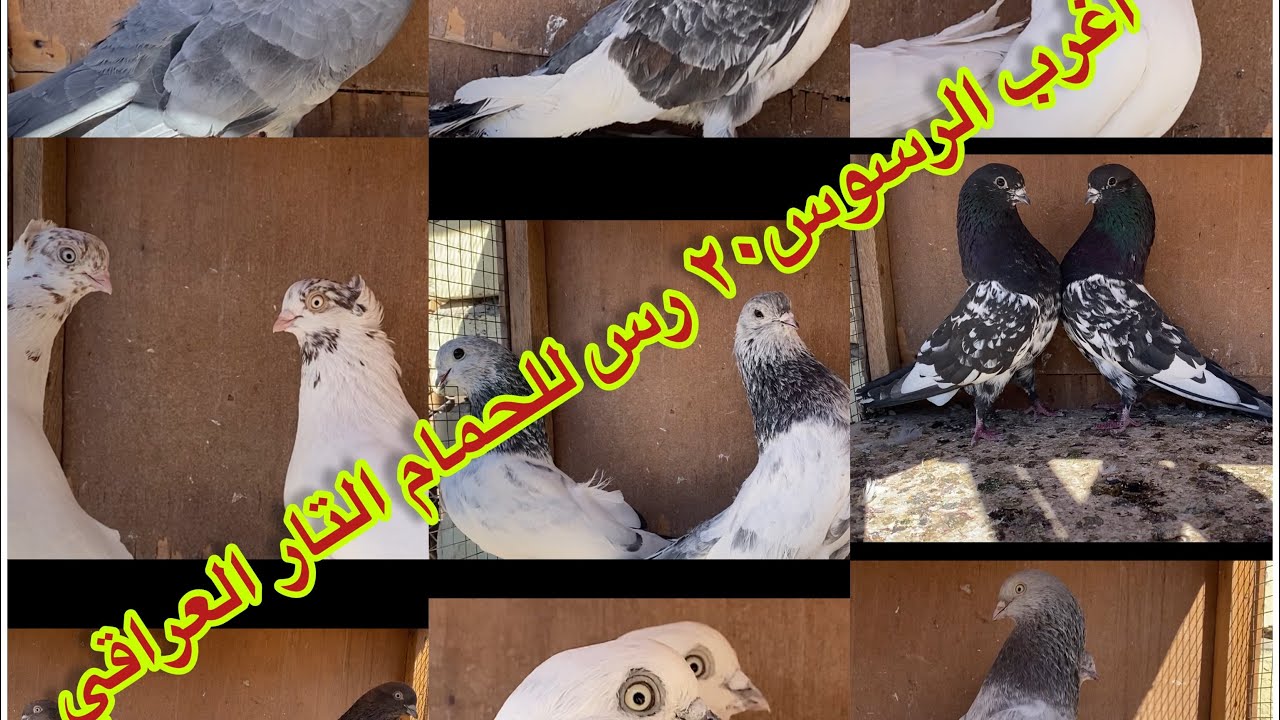 حلقت اليوم  تحتوي٢٠ رس  اقوا سلالات التار العراقي الاصيل بيه 🏅👑