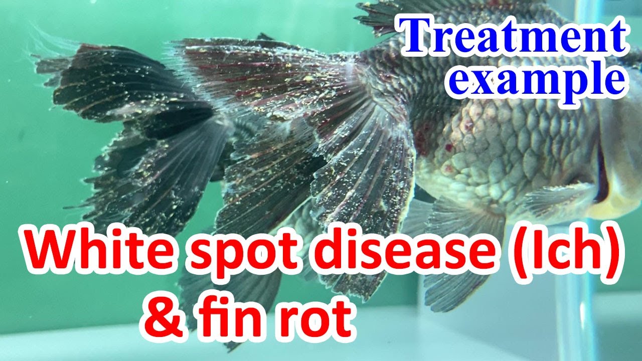 【Fish disease treatment example】White spot disease (Ich) and fin rot