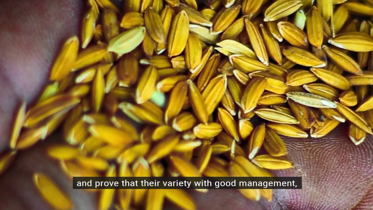Improving harvest in rainfed environments - #CUREStory in the Philippines