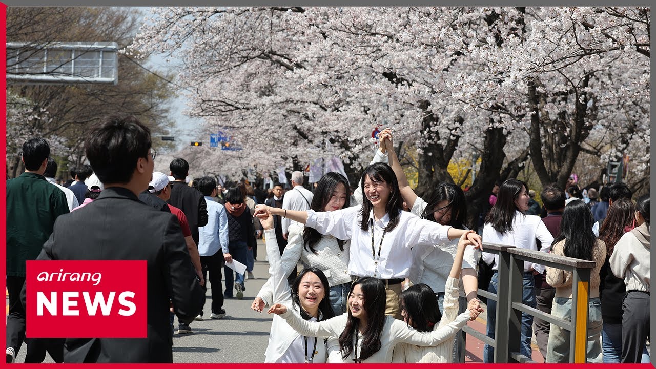Fully blooming cherry blossoms in Yeouido, Seoul