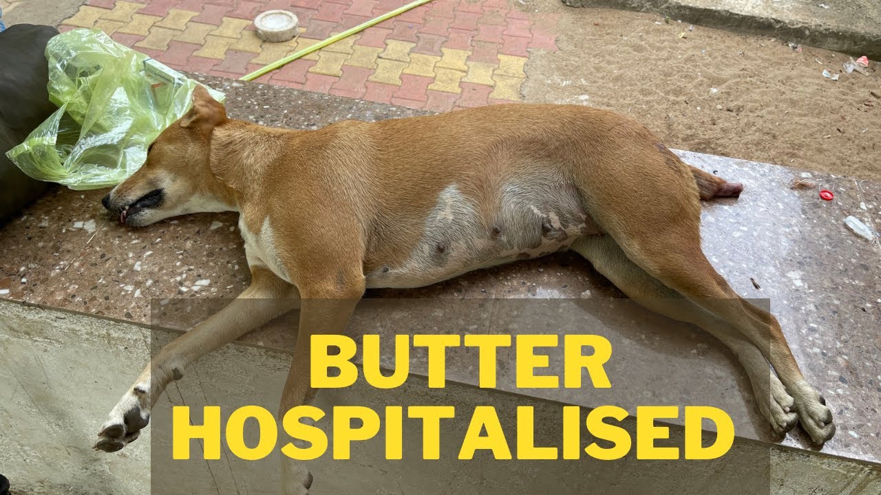 DAY 193 : BRAHAMPUR : CHAR DHAM WALK WITH MY DOG