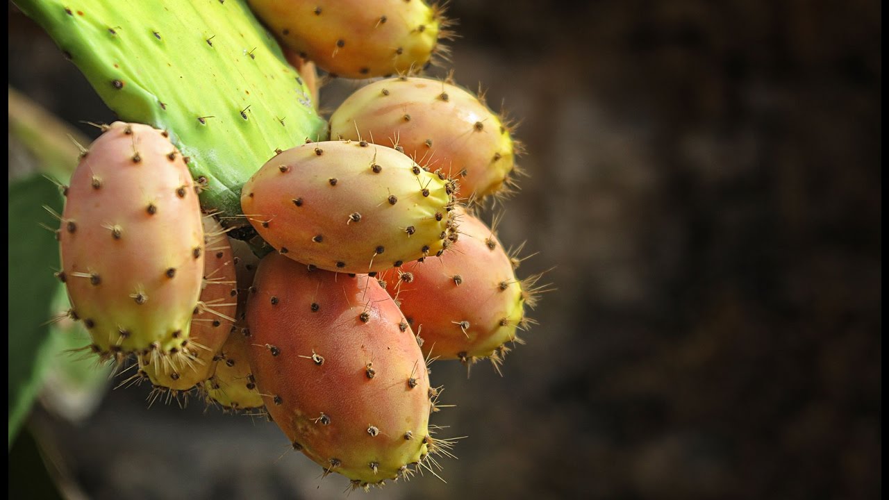 Cultivos de Higos Chumbo de Excelente Calidad en Iza Boyaca - TvAgro por Juan Gonzalo Angel