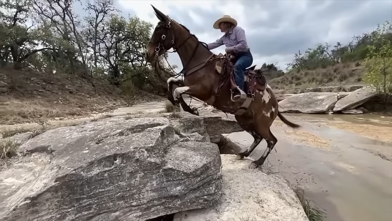 Adventures At Mule School
