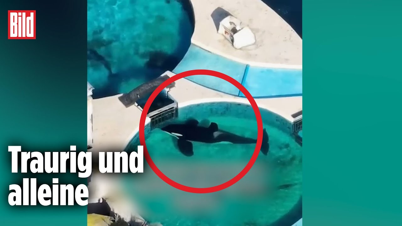 Der einsamste Orca der Welt