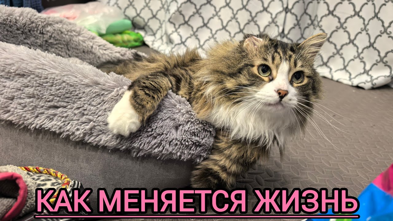 ЖИЗНЬ КОТА БЕЗ ЛАП,ПРОШЛОЕ И НАСТОЯЩЕЕ