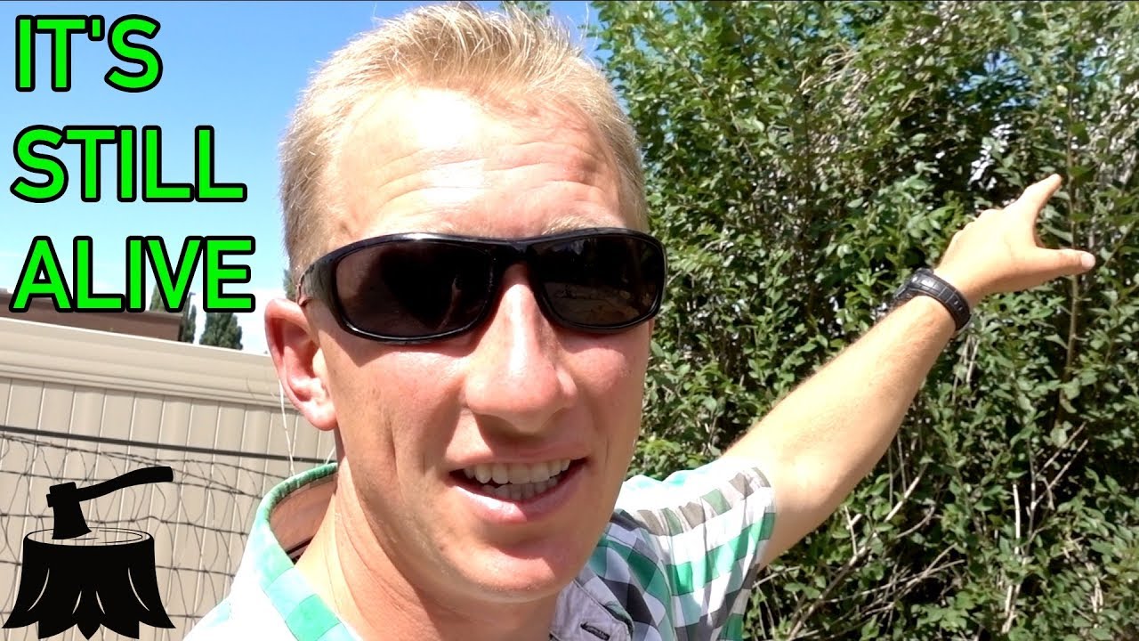 4 способа уничтожить деревья, которые не работают