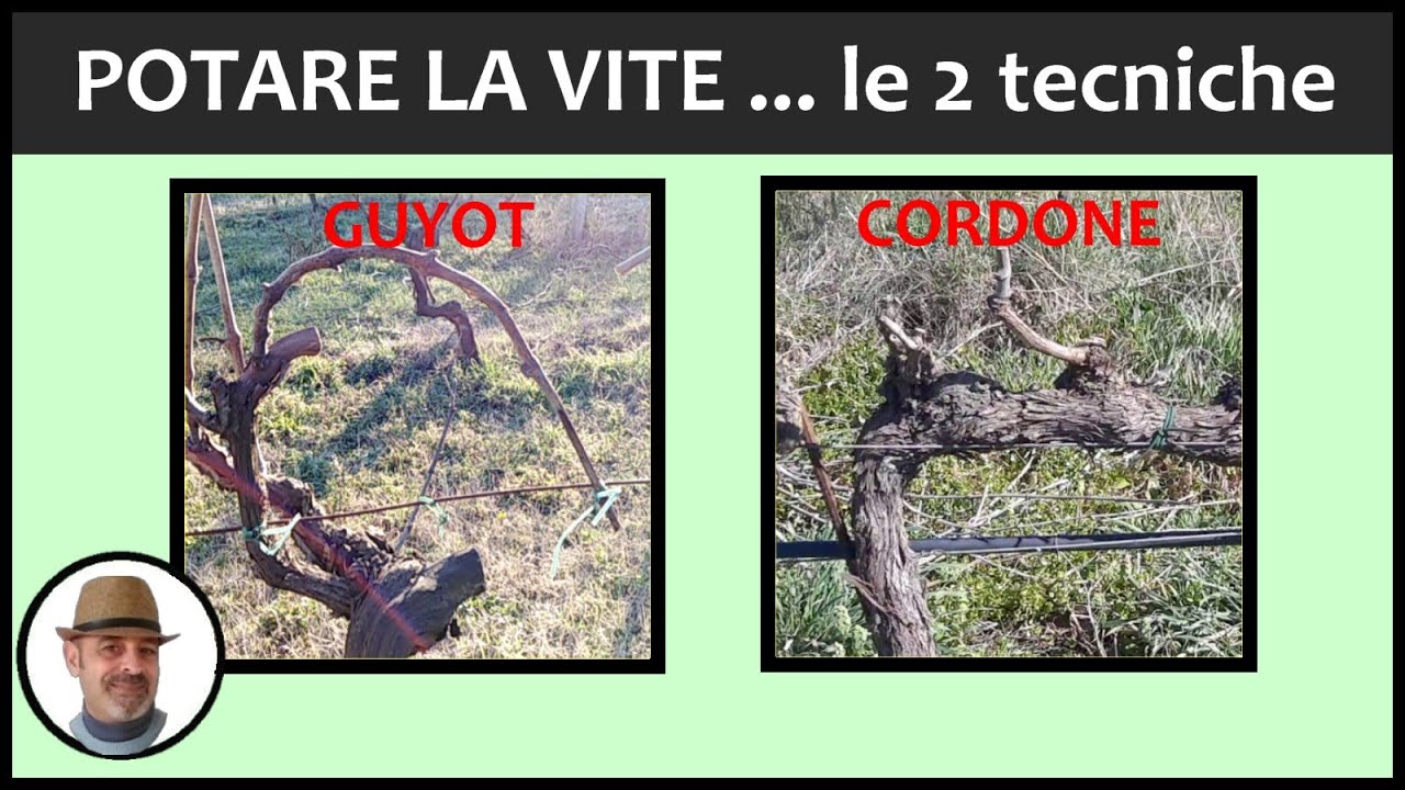 Potare la vite, le tecniche a GUYOT e CORDONE SPERONATO
