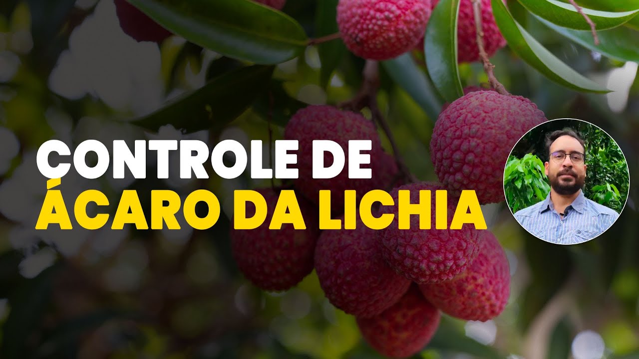 Ácaro da Lichia: Conheça a Praga-Chave que Ameaça sua Produção!