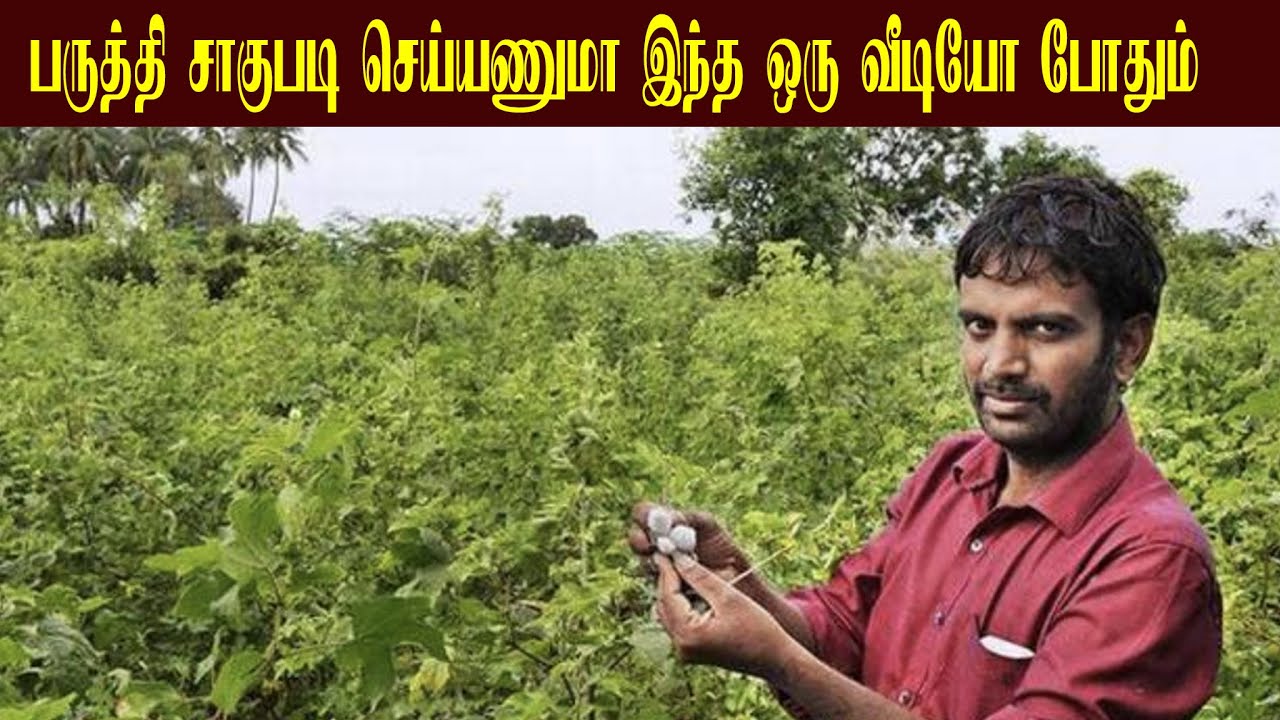 பருத்தி சாகுபடி செய்யணுமா இந்த ஒரு வீடியோ போதும் /pasumai vivashaym