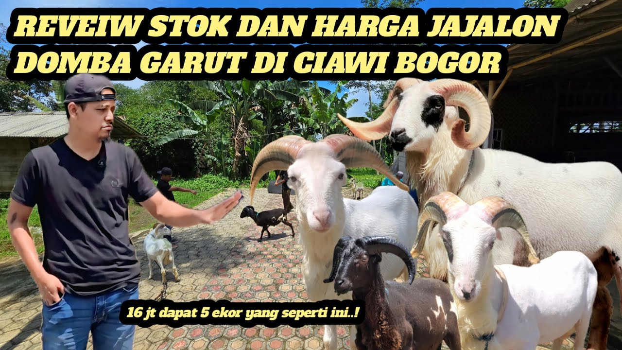 UPDATE HARGA JAJALON BAHAN PENGGEMUKAN 