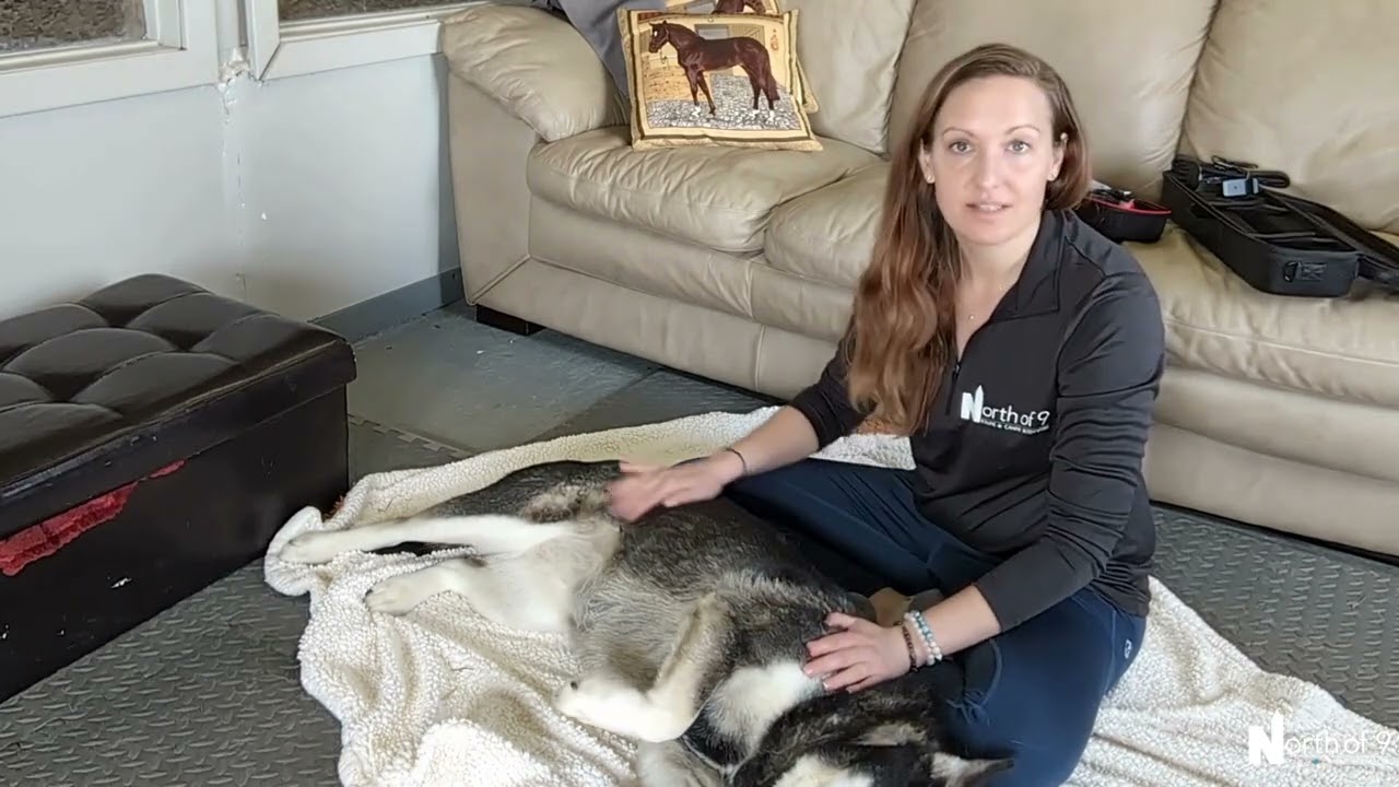 Canine passive range of motion