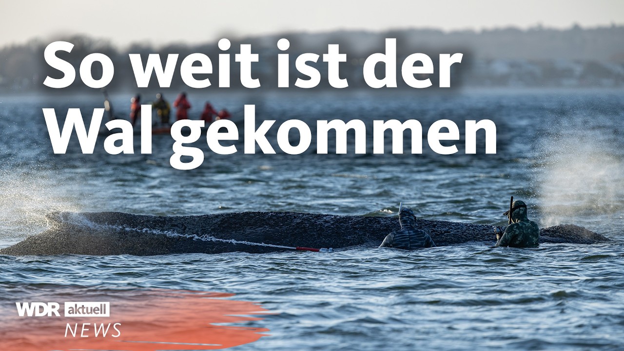 Wal vor Timmendorfer Strand konnte sich befreien &ndash; wie es jetzt weiter geht | Aktuelle Stunde