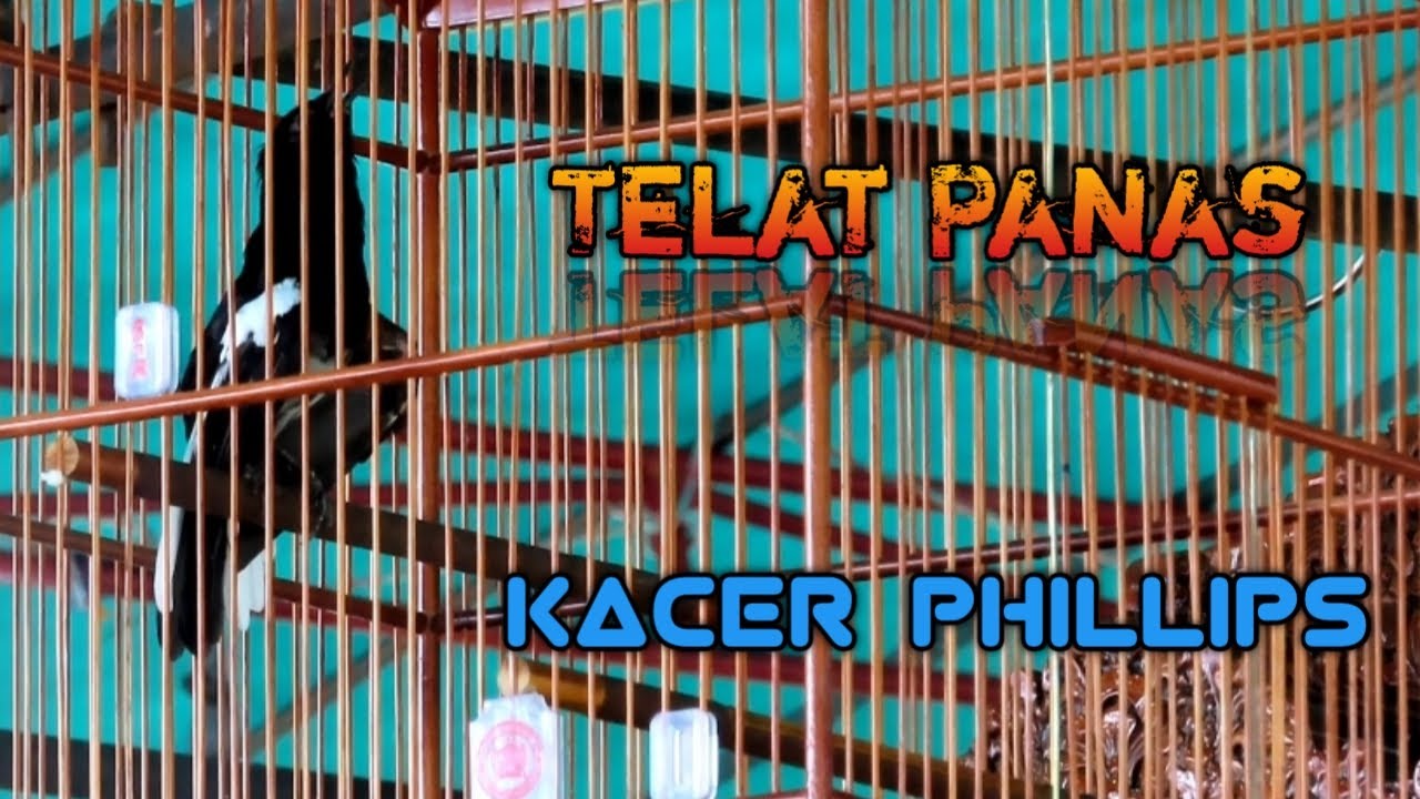 Aksi Kacer Phillips Kelas Utama Radjawali Indonesia Award Palembang
