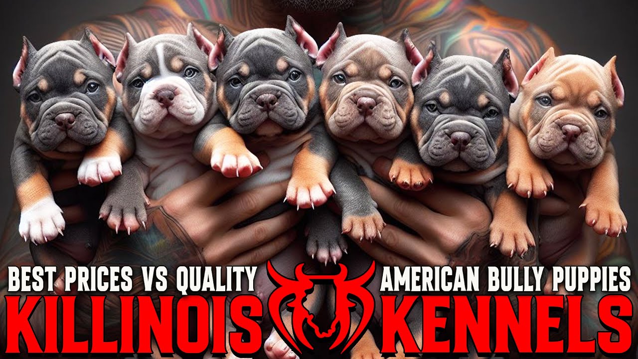 EXTEREME AMERICAN BULLY PUPPIES FOR SALE FROM THE WORLD FAMOUS KILLINOIS KENNELS!!!!!!