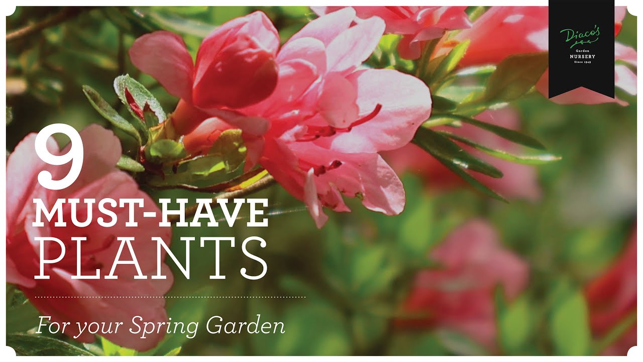9 Must-Have Plants for your Spring Garden