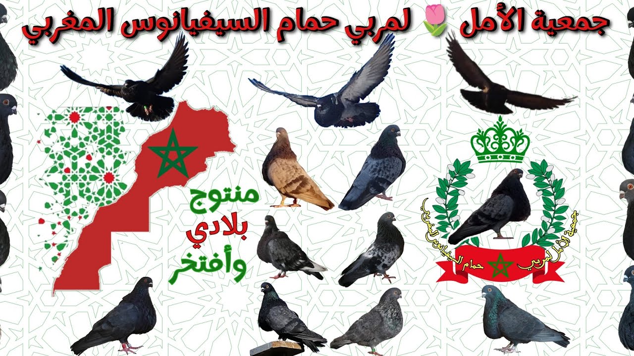 توليعة عند المولوع الطيب والكريم، يوسف مصدق، مع أعضاء جمعية الأمل 🌷 لمربي حمام السيفيانوس المغربي 🇲🇦