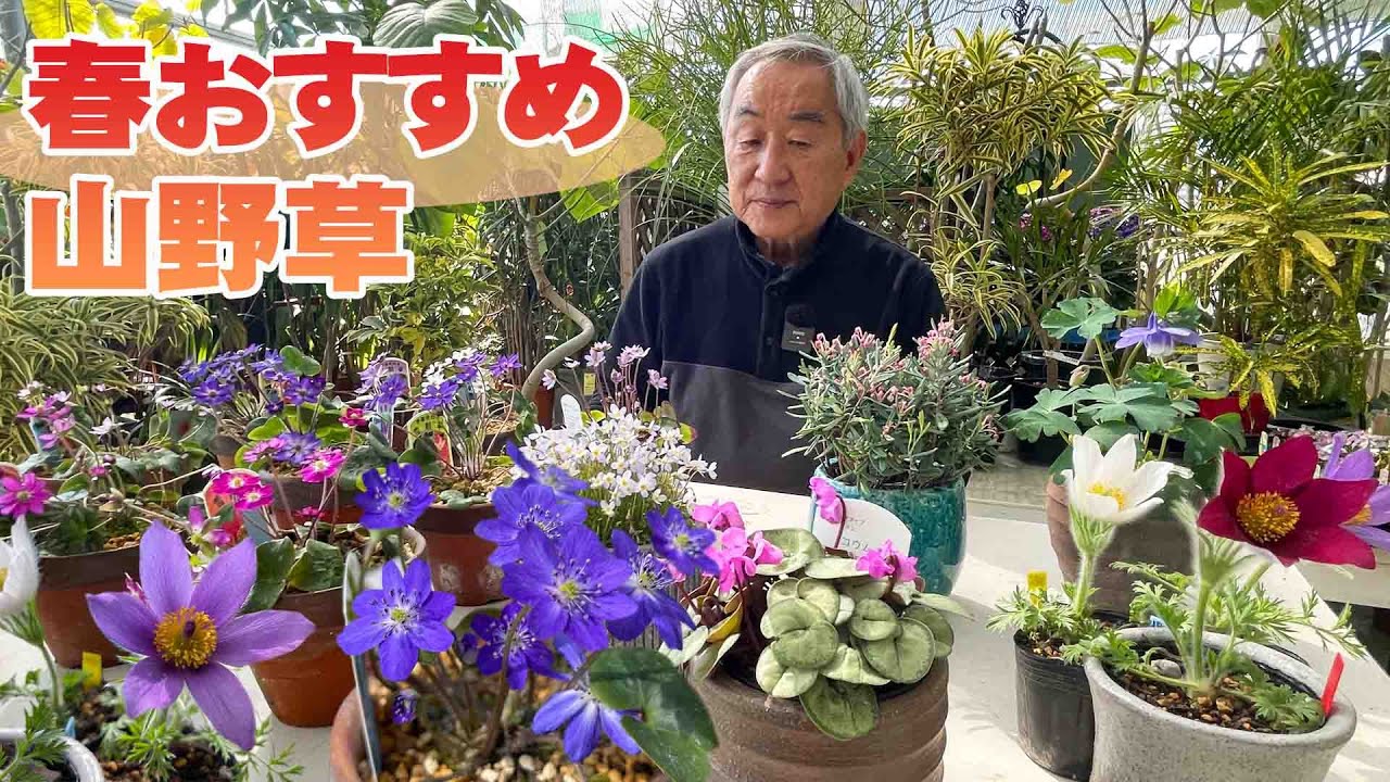 【山野草３月から購入したい山野草ラインナップ！失敗しない管理のコツも】【花と緑のグリーンバレイ】