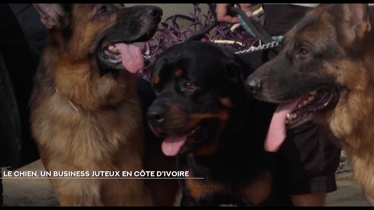 NCI REPORTAGES | Le chien, un business juteux en Côte d'Ivoire