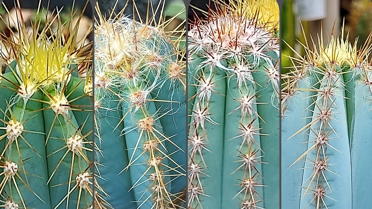 O Cacto que Reina Aqui no Meu Cactario: (Cacto Rei)Cacto Azul!@SileneCactos