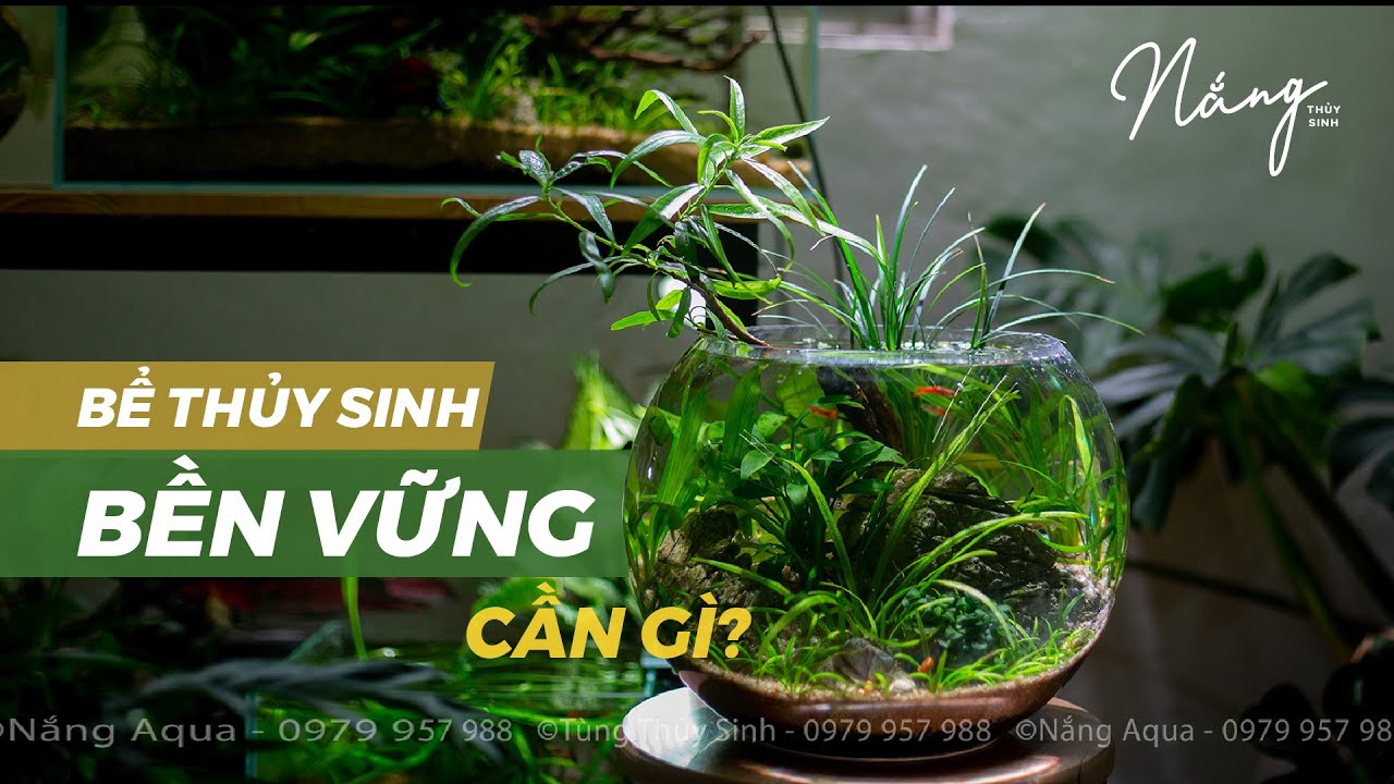 Bể thủy sinh bền vững cần gì?