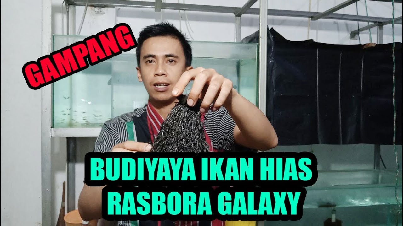Budidaya Ikan Hias Galaksi Rasbora