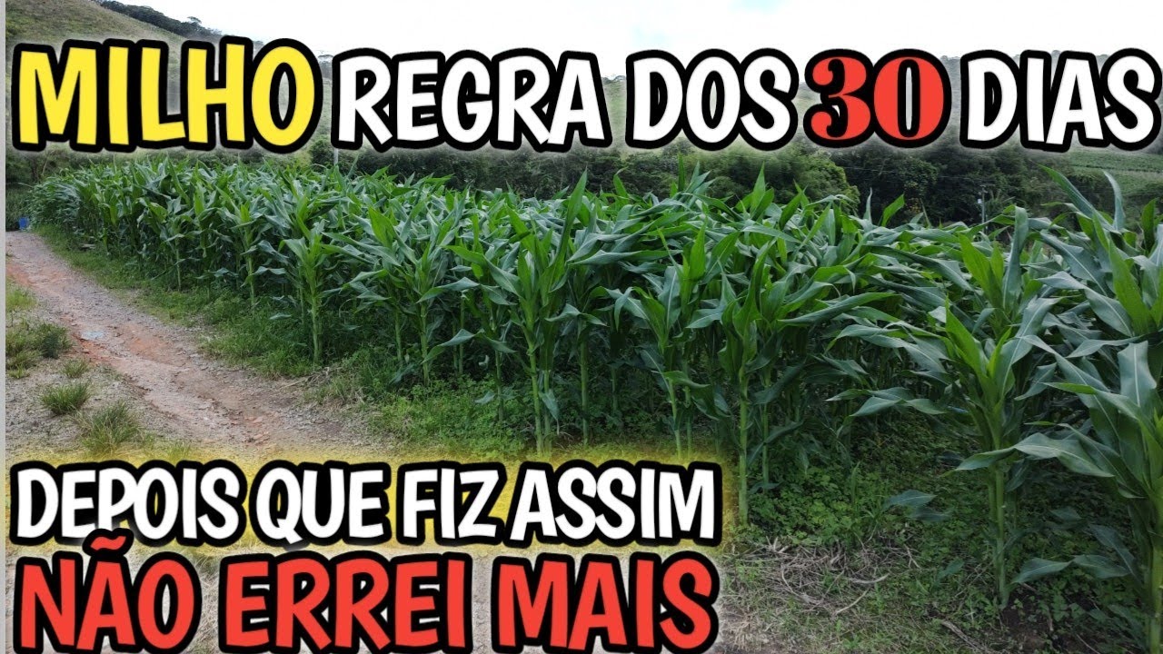 milho feroz regra dos 