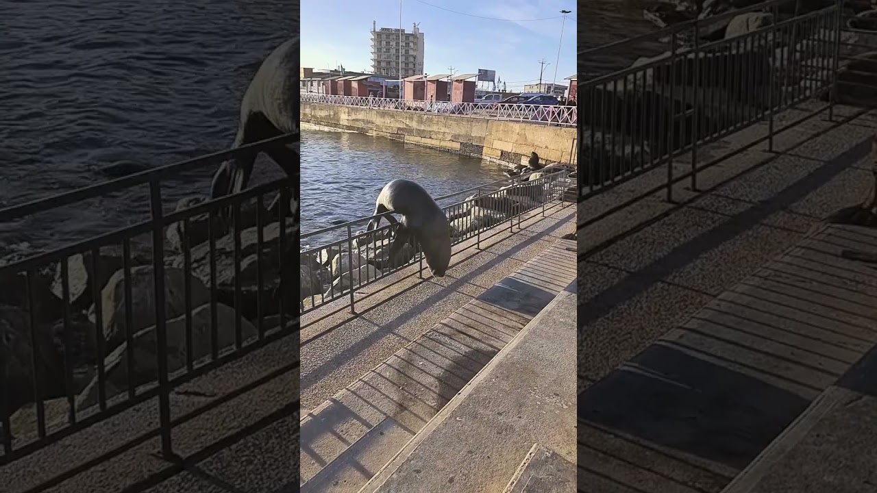 Large Sea Lion Jumps Over Barrier to Play with People