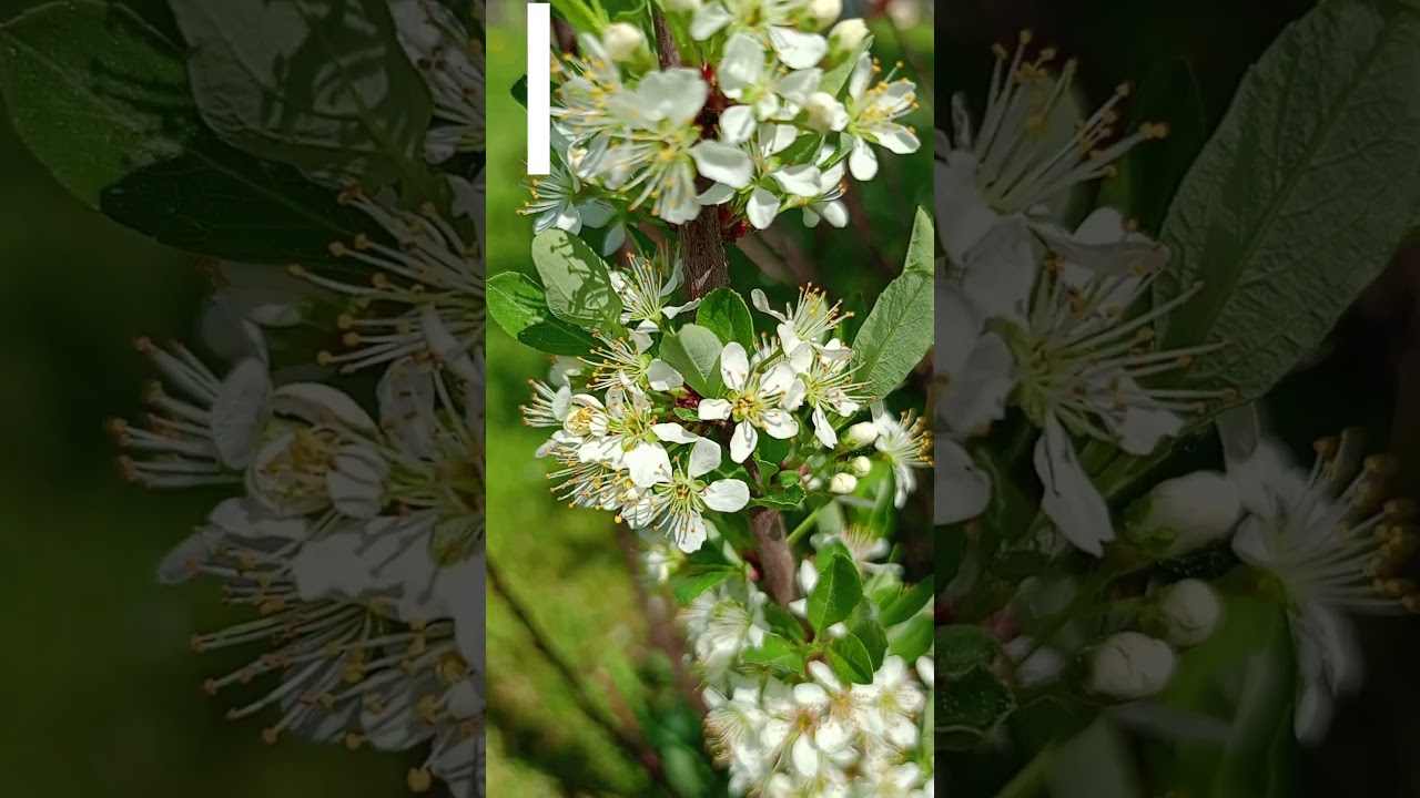 Цветущая вишня.💐