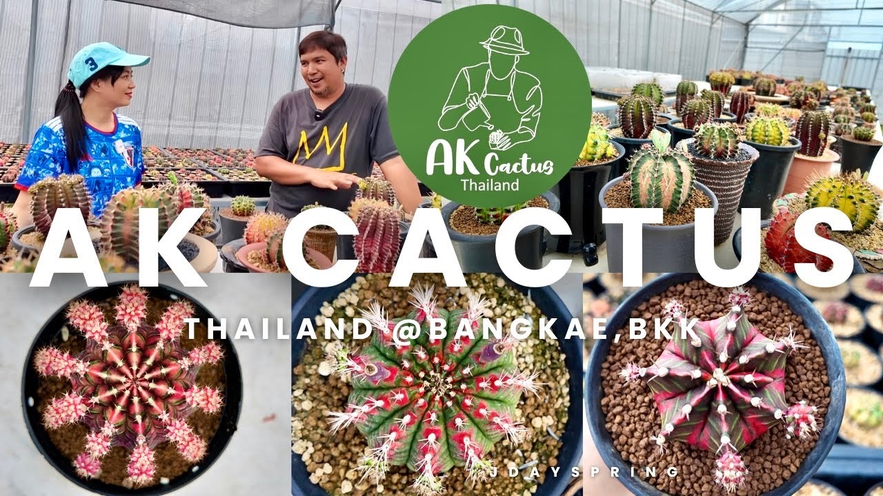 Tour Cactus Farm : ✨🌵AK Cactus Thailand | very beautiful of Gymno variegated | JdaySpring
