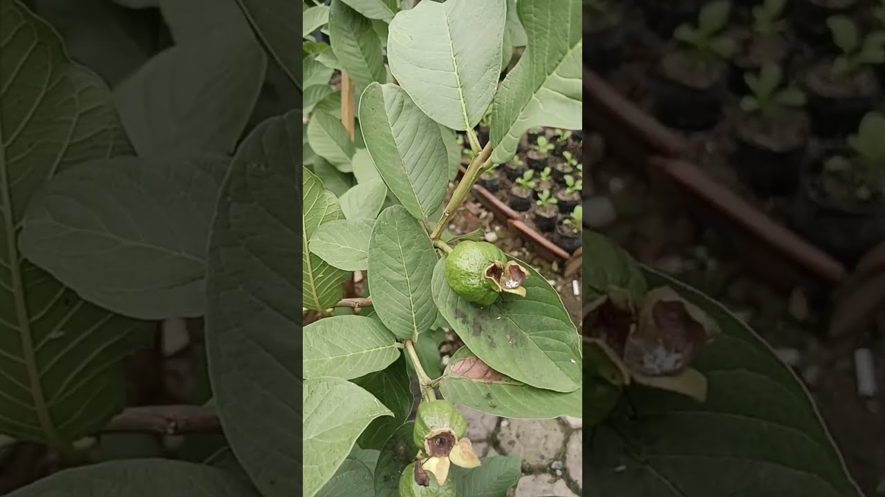 Pemupukan jambu keristal putih, pase pembesaran buah