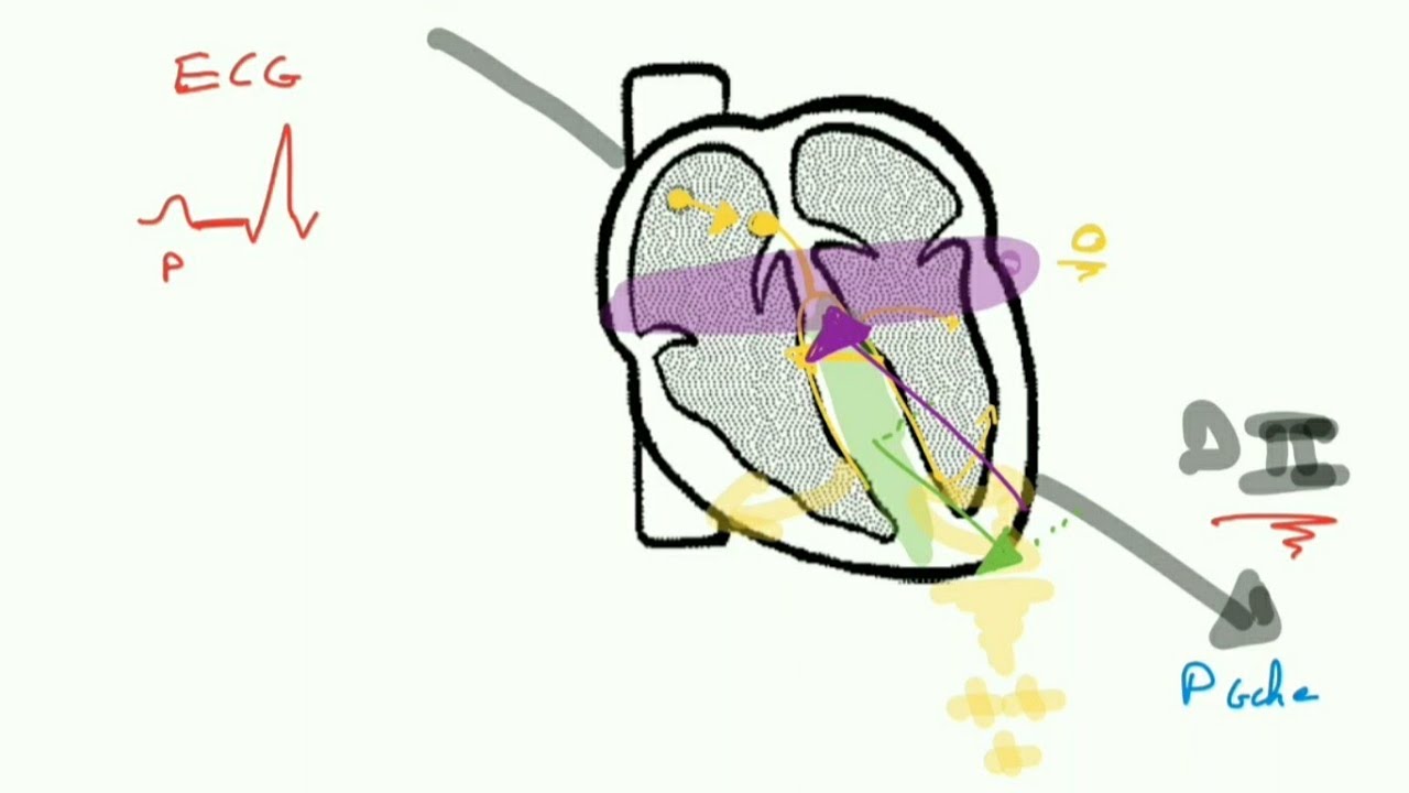 Maîtriser l'ECG en 2 heures