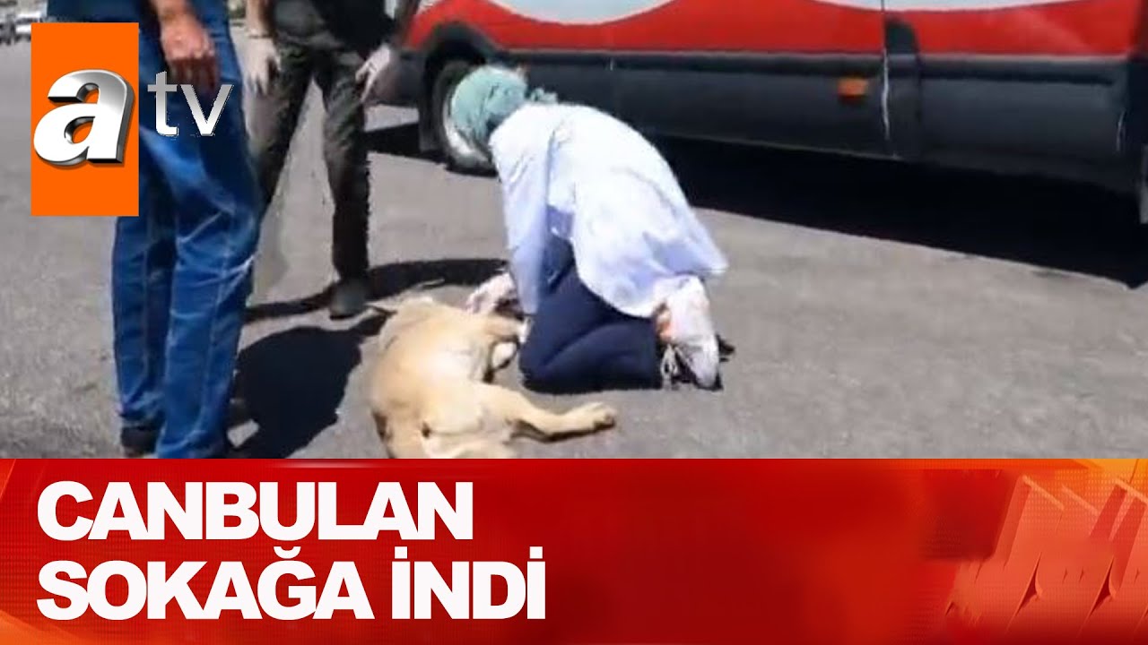 Tam teşekküllü hayvan ambulansı - Atv Haber 13 Temmuz 2021