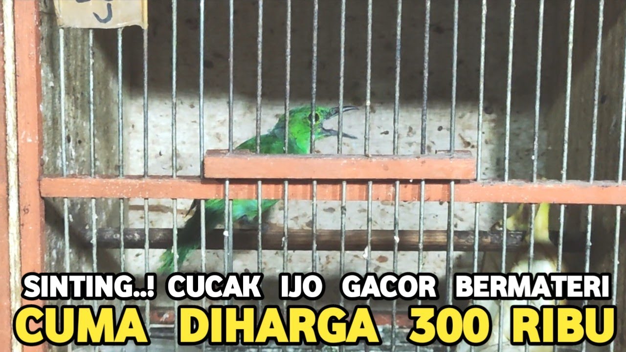 EDAN.!! CUCAK IJO  GACOR DOR MATERI CUMA 300 RIBU DI PASAR BURUNG PRAMUKA GAK USAH BELI HARGA JUTAAN