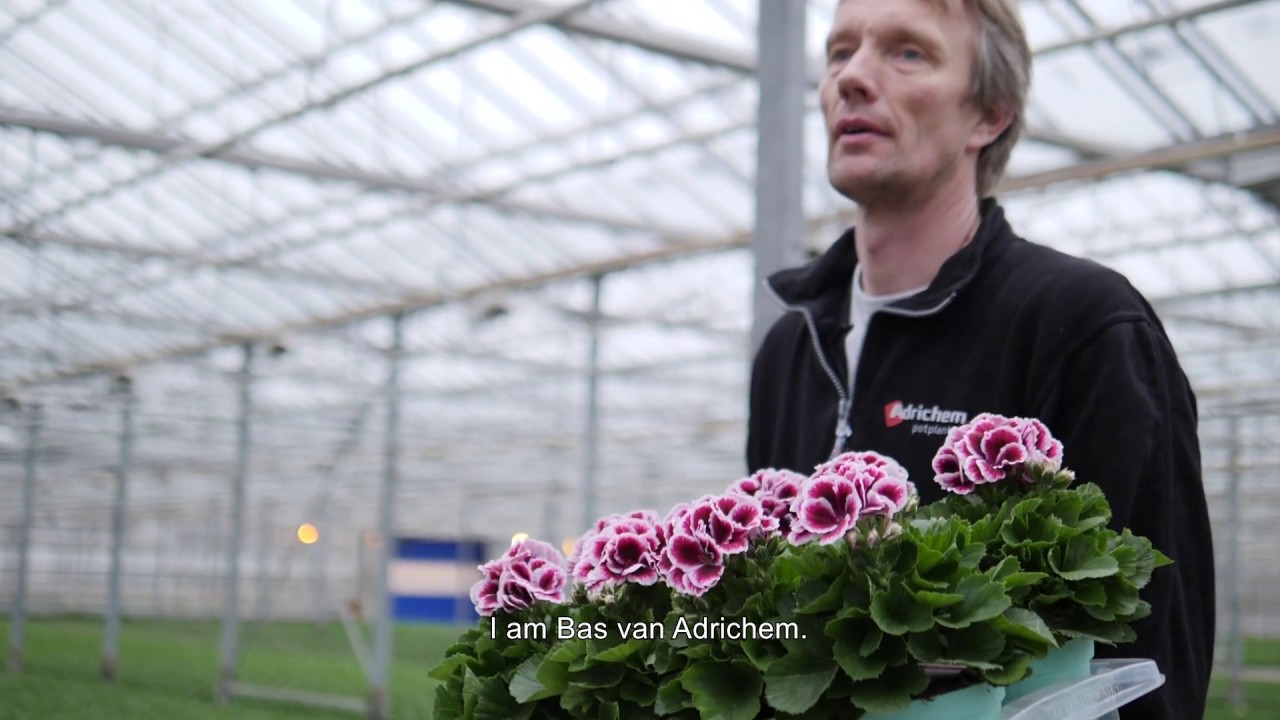 Regal Pelargonium - Walking Plants in a Colourful Greenhouse