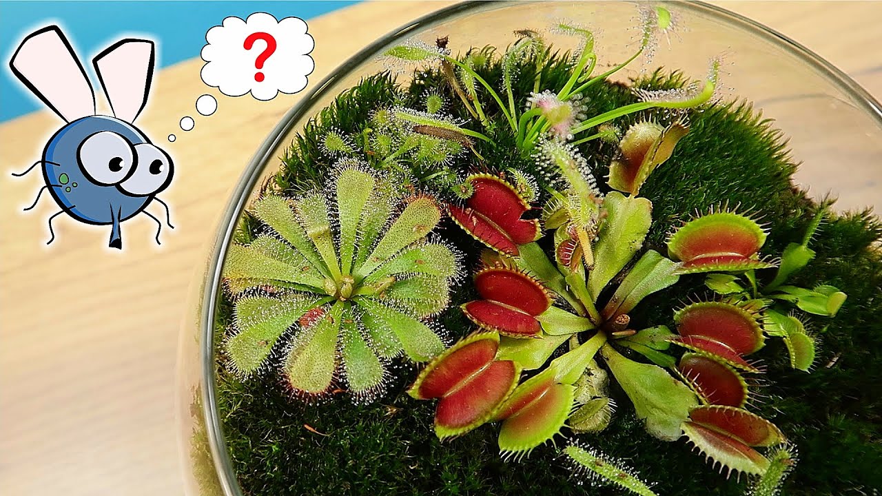 Rosiczka zjadła już do syta muszki owocowe! Terrarium dla roślin mięsożernych miesiąc p&oacute;źniej!