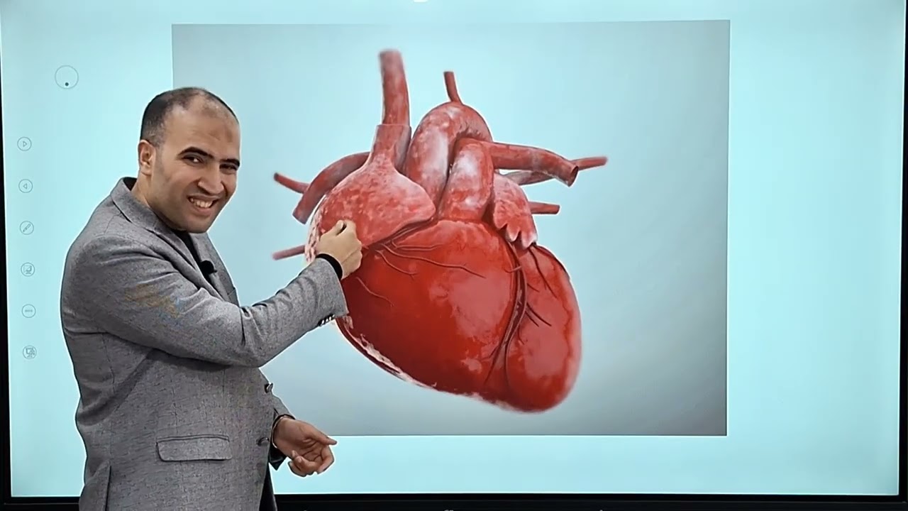Lecture 1: anatomy of cardiac chambers