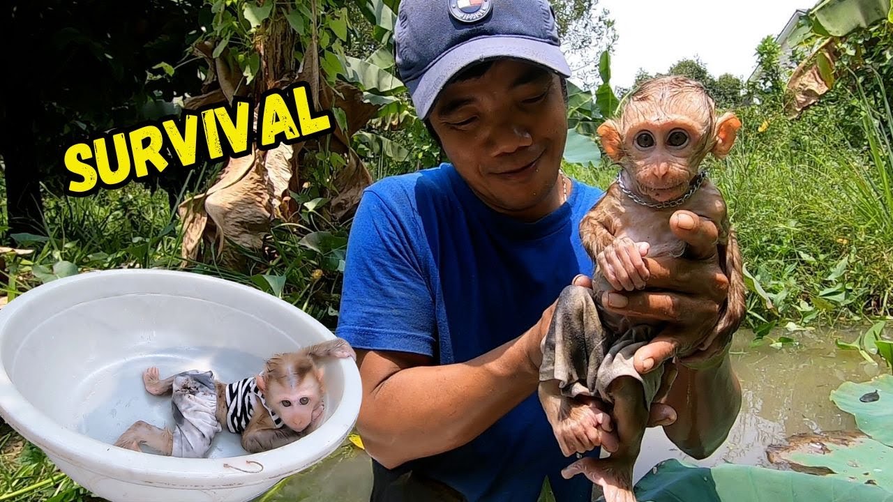 A Story of Survival Father and Baby Monkey Bika's Laborious Day