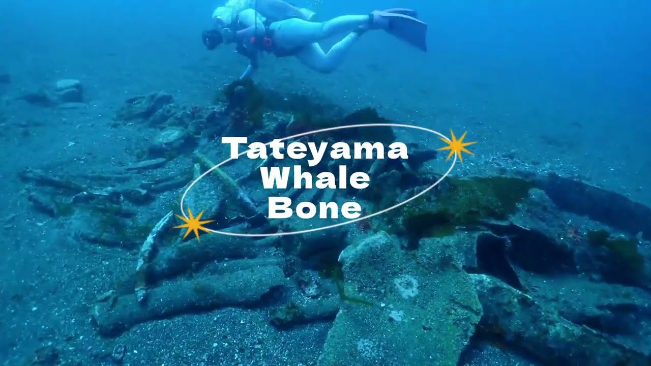 [20250622-0624]館山-Shark City/Whale Bone、伊豆-神子元