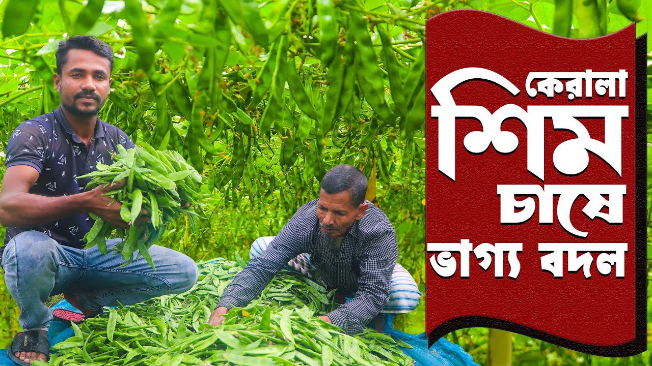 আগাম জাতে শিম চাষে ভাগ্য ফিরেছে উদ্যোক্তার | আগাম শিম চাষ পদ্ধতি | Beans Cultivation | Safollo Kotha