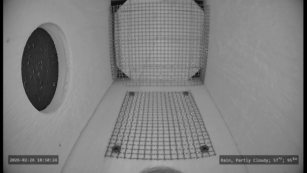 Nest Cam 2026 | Eastern Bluebirds continue to visit