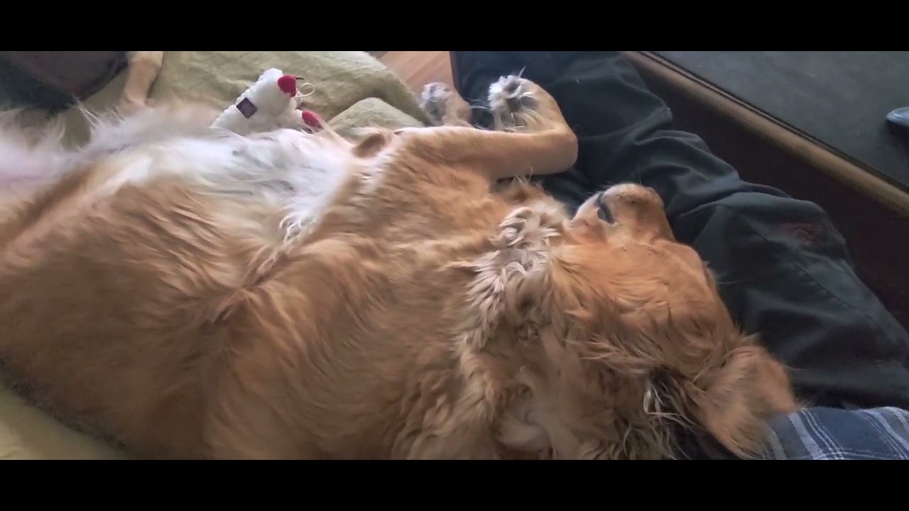 The Reason Why People Own Goldens