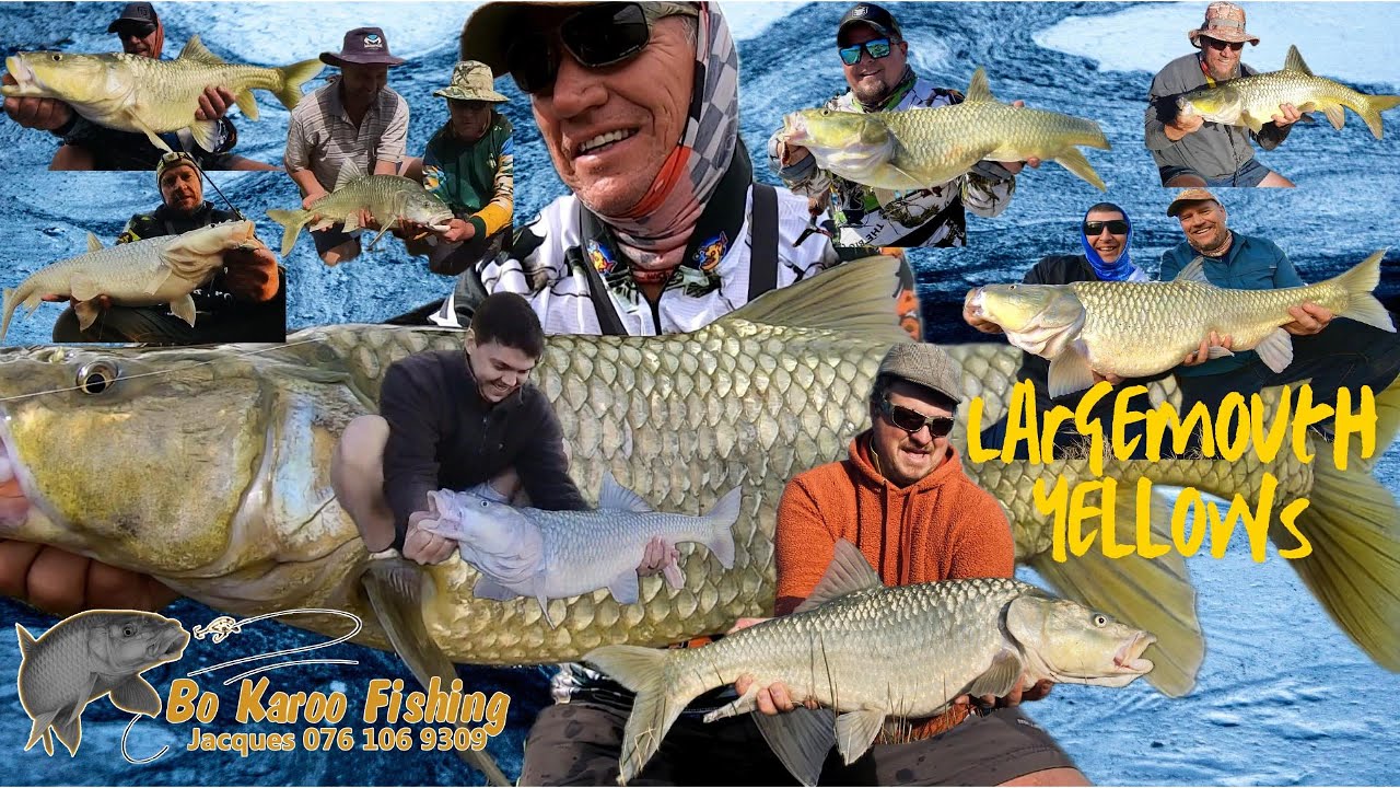 Orange River Largemouth Yellowfish