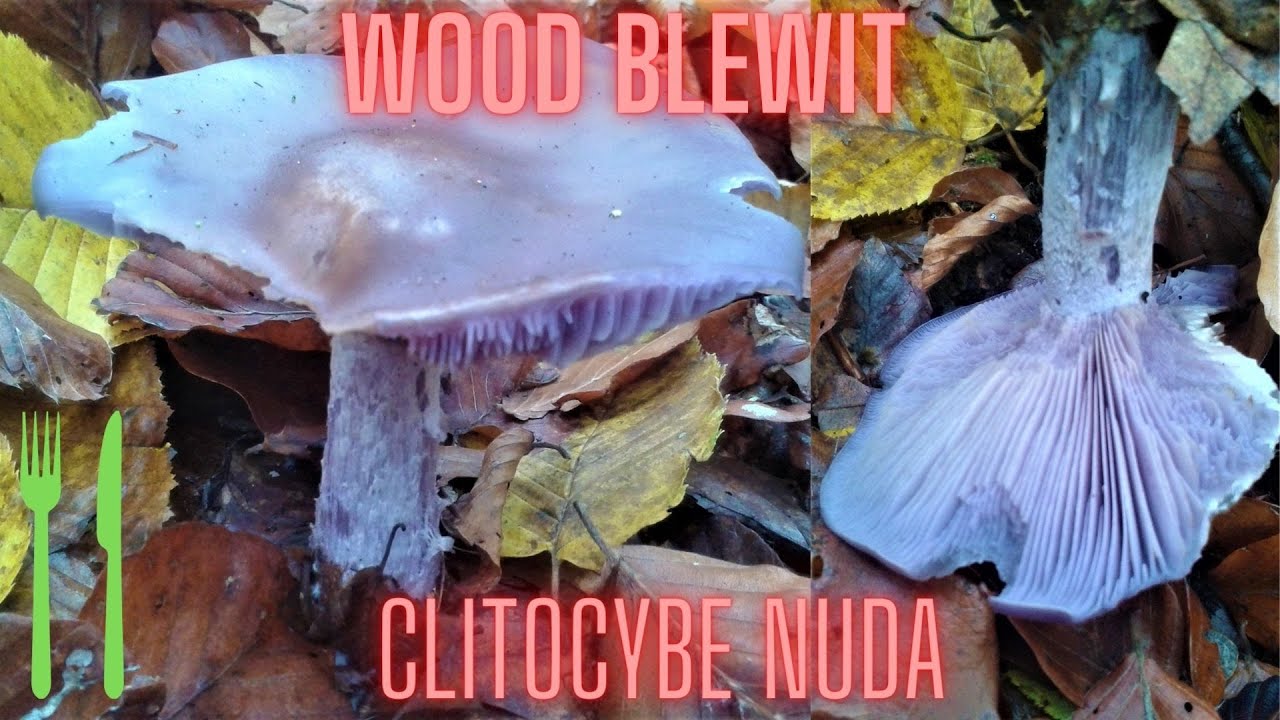 Wood Blewit (Clitocybe nuda) Modrikača