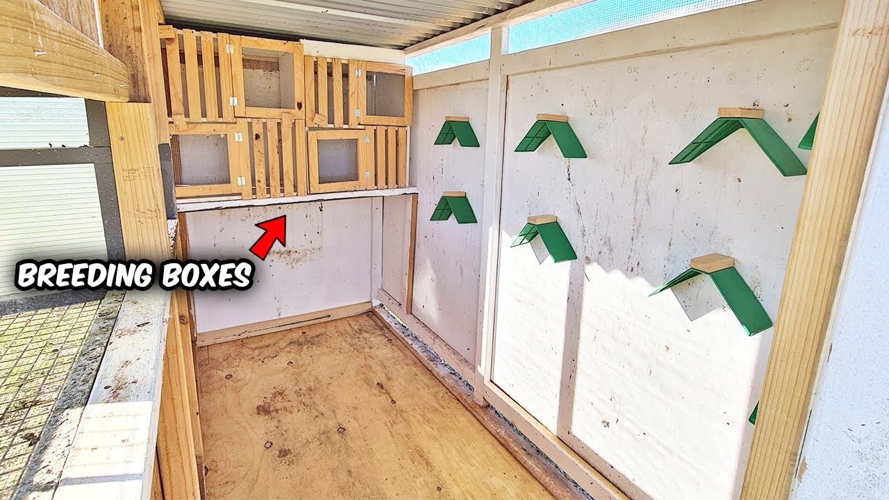Small Pigeon Loft Ready For Breeding