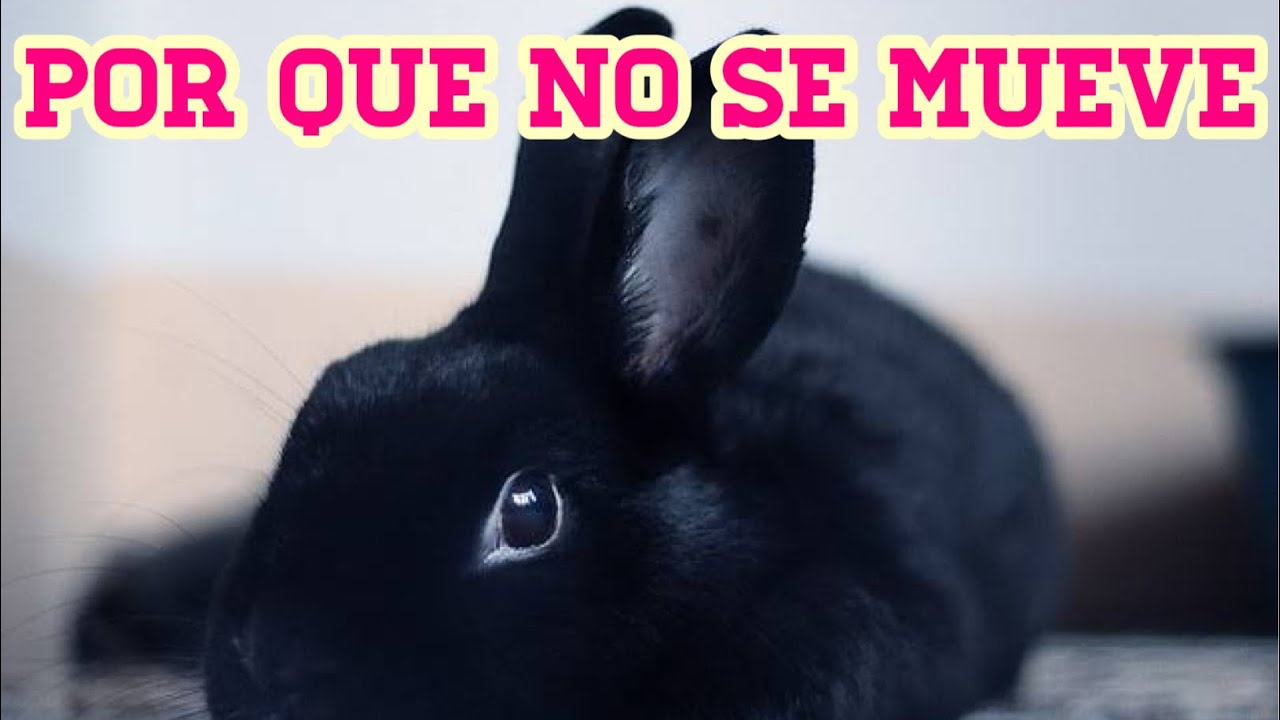 POR QUE NO SE MUEVE